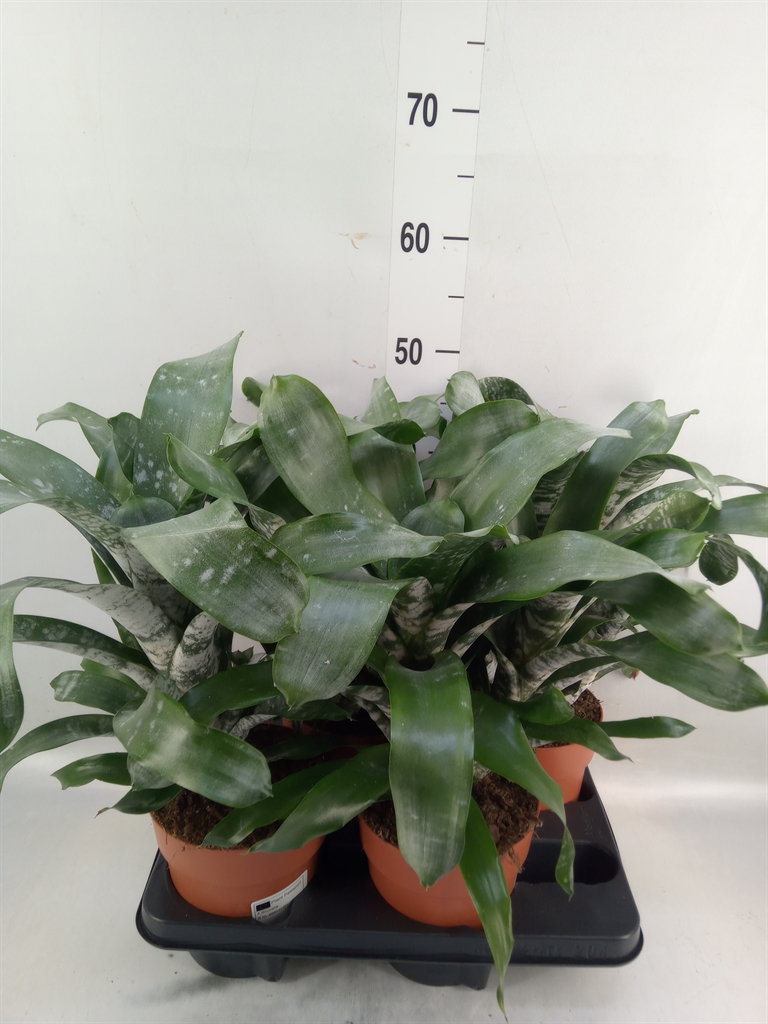Горшечные цветы и растения оптом Bromelia   ... от 4шт из Голландии с доставкой по России