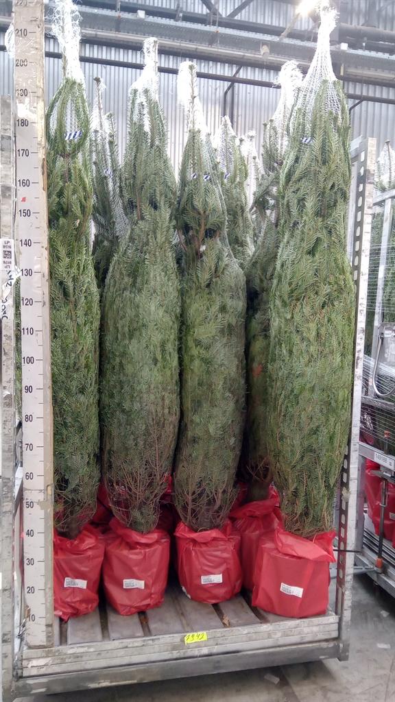 Горшечные цветы и растения оптом Abies Nordman. от 1шт из Голландии с доставкой по России
