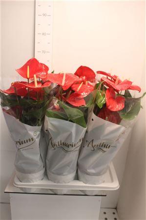 Горшечные цветы и растения оптом Anthu An Minnesota 6+ от 6шт из Голландии с доставкой по России