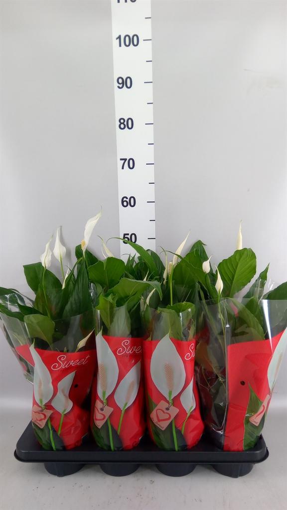 Горшечные цветы и растения оптом Spathiphyllum sweet Benito от 8шт из Голландии с доставкой по России
