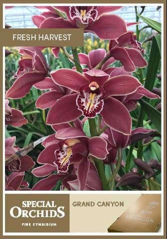 Срезанные цветы оптом Cymbidium red grand canyon от 8шт. из Голландии с доставкой по России