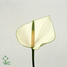 Срезанные цветы оптом Anthurium snowy от 20шт из Голландии с доставкой по России