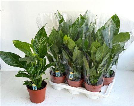 Горшечные цветы и растения оптом Spath Sweet Silvio 1-2+ P17 от 6шт из Голландии с доставкой по России