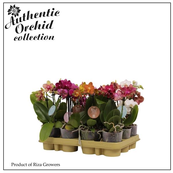 Горшечные цветы и растения оптом Phal Multi 2st Mix 12+ Authentic (orchid Growers) от 12шт (для телеги) из Голландии с доставкой по России