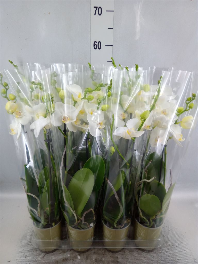 Горшечные цветы и растения оптом Phalaenopsis   ...white от 12шт из Голландии с доставкой по России