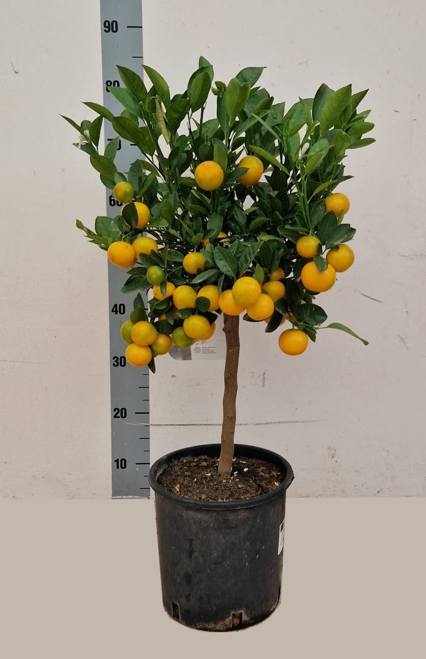 Горшечные цветы и растения оптом Citr Microcarpa от 1шт (для телеги) из Голландии с доставкой по России