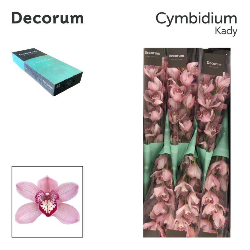 Срезанные цветы оптом Cymbidium pink kady от 6шт из Голландии с доставкой по России