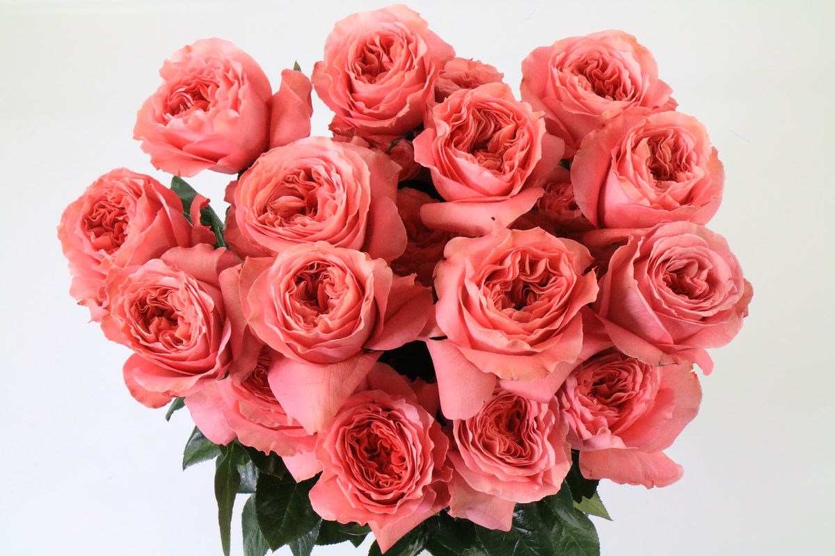 Срезанные цветы оптом Rosa ec mandarin expression от 24шт. из Голландии с доставкой по России