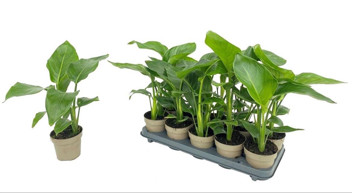 Горшечные цветы и растения оптом Strelitzia Nicolai от 10шт из Голландии с доставкой по России