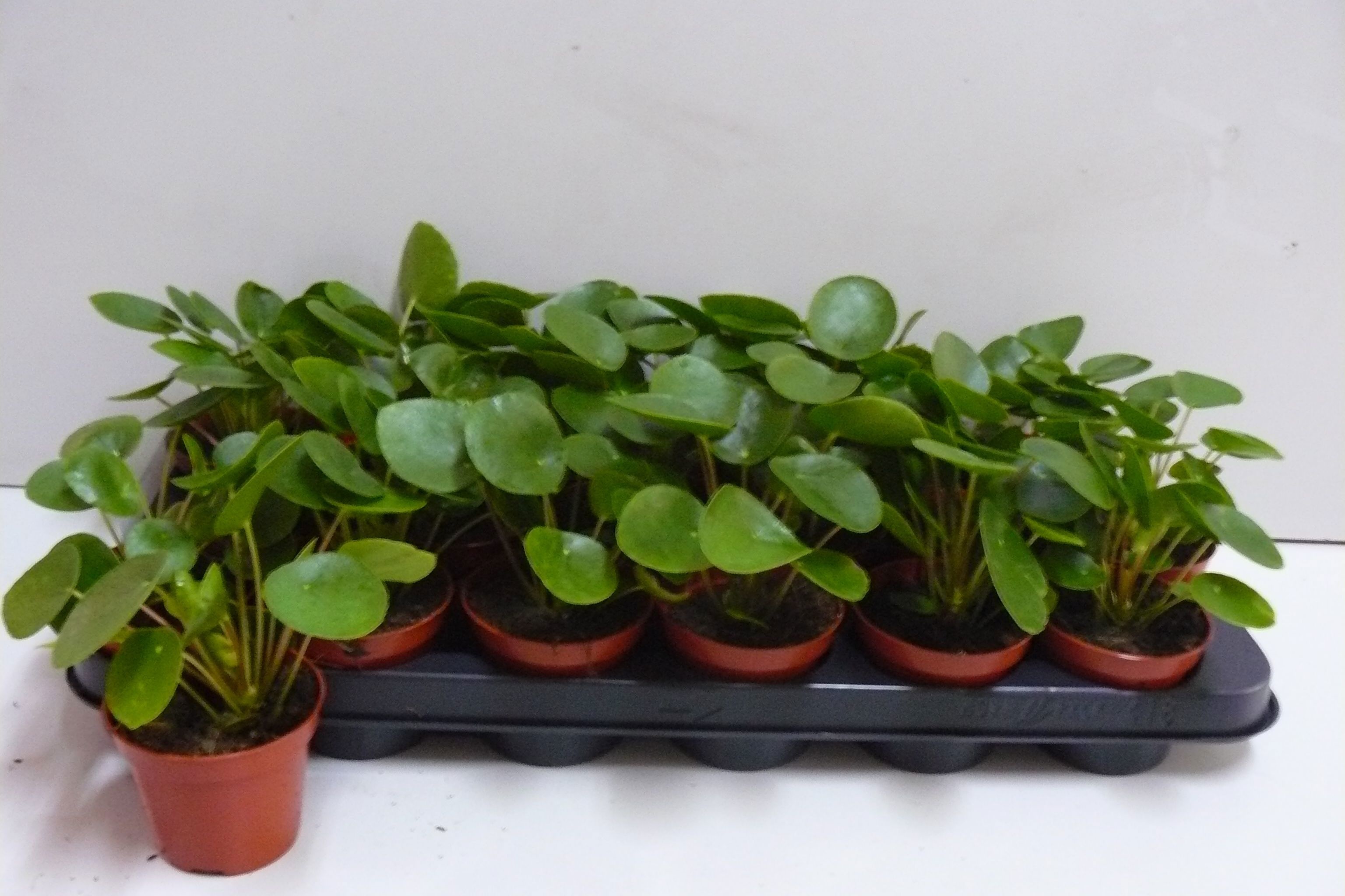 Горшечные цветы и растения оптом Pilea Peperomioides от 18шт (для телеги) из Голландии с доставкой по России