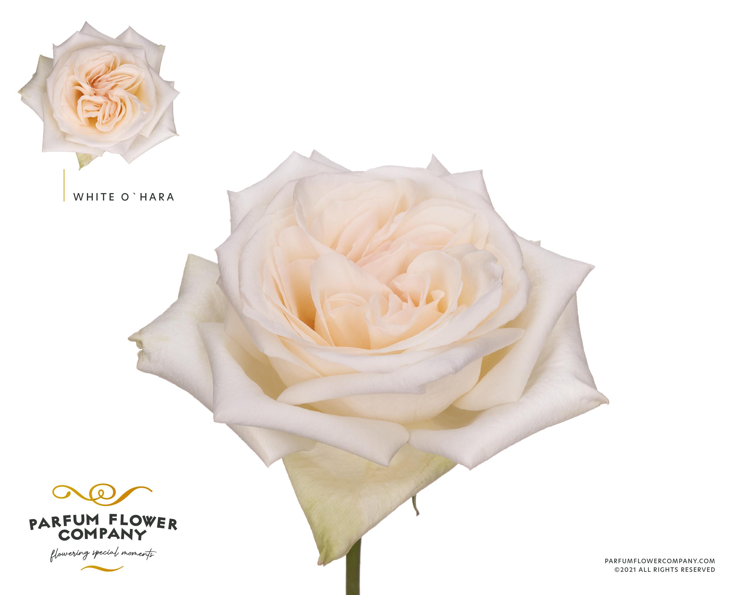 Срезанные цветы оптом Rosa garden white ohara (scented) от 24шт из Голландии с доставкой по России