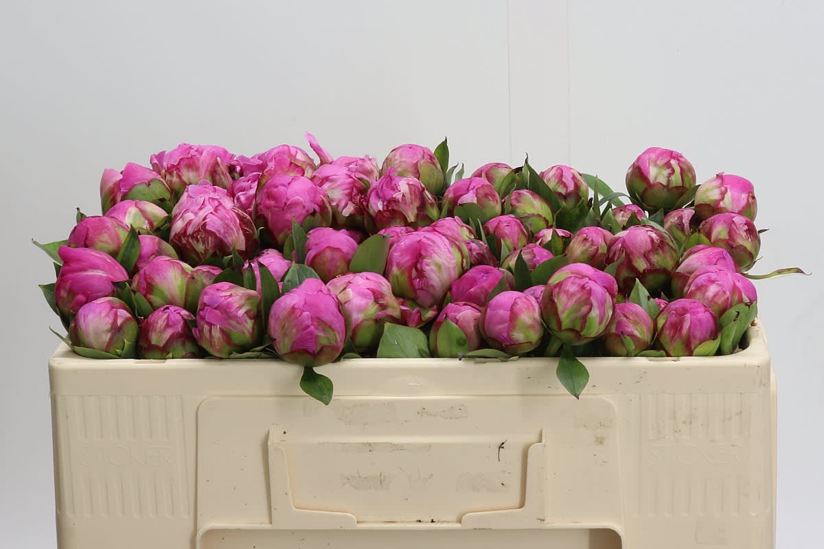 Срезанные цветы оптом Paeonia dr alexander fleming от 80шт из Голландии с доставкой по России