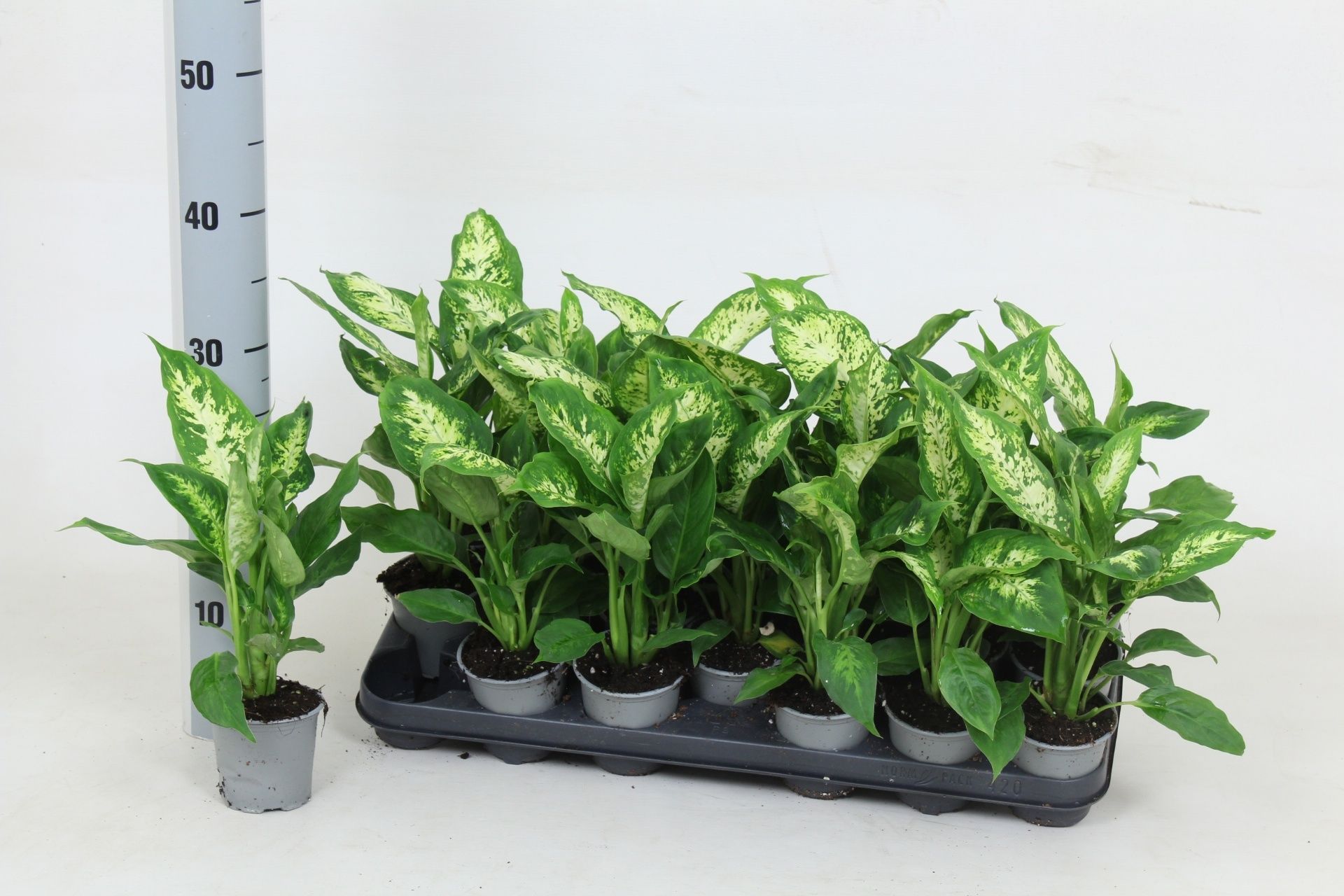 Горшечные цветы и растения оптом Dieff Compacta от 20шт (для телеги) из Голландии с доставкой по России