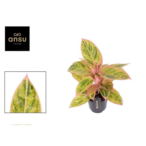 Горшечные цветы и растения оптом Aglaonema Salmon Fantasy от 6шт из Голландии с доставкой по России Горшечные цветы и растения оптом Aglaonema Salmon Fantasy от 6шт из Голландии с доставкой по России