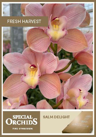 Срезанные цветы оптом Cymbidium pink salm delight от 8шт. из Голландии с доставкой по России
