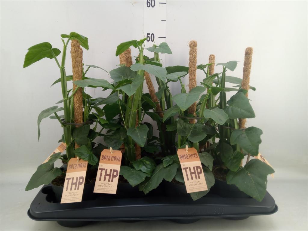 Горшечные цветы и растения оптом Cissus   ... от 8шт из Голландии с доставкой по России