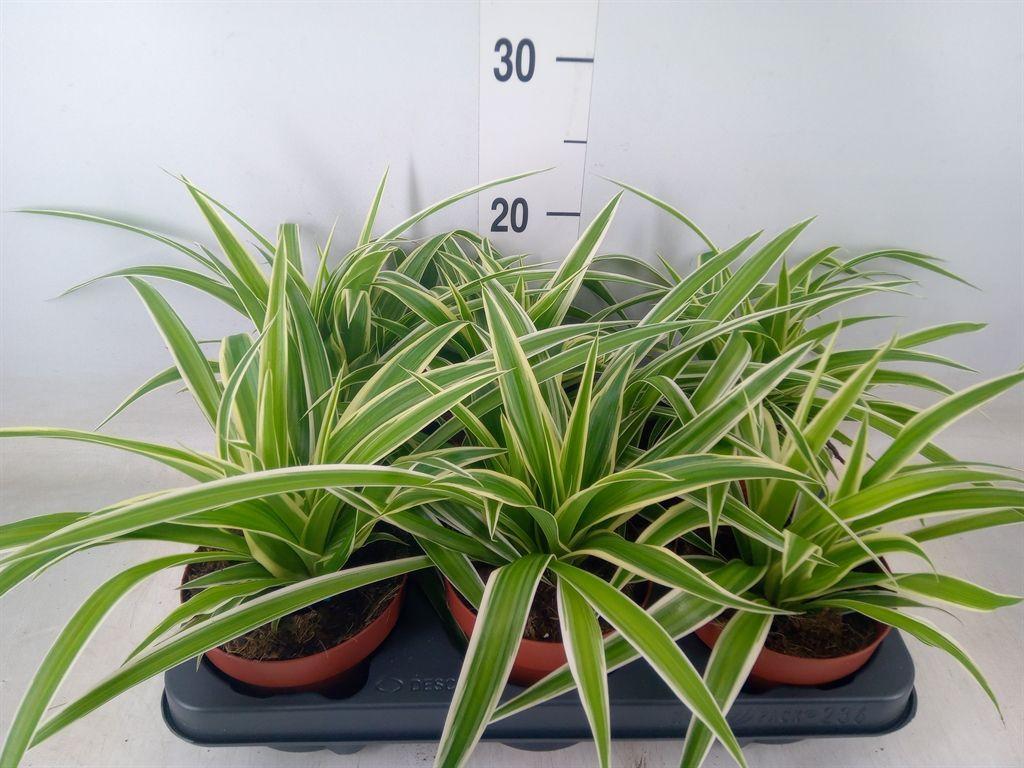 Горшечные цветы и растения оптом Chlorophytum Com. от 6шт из Голландии с доставкой по России