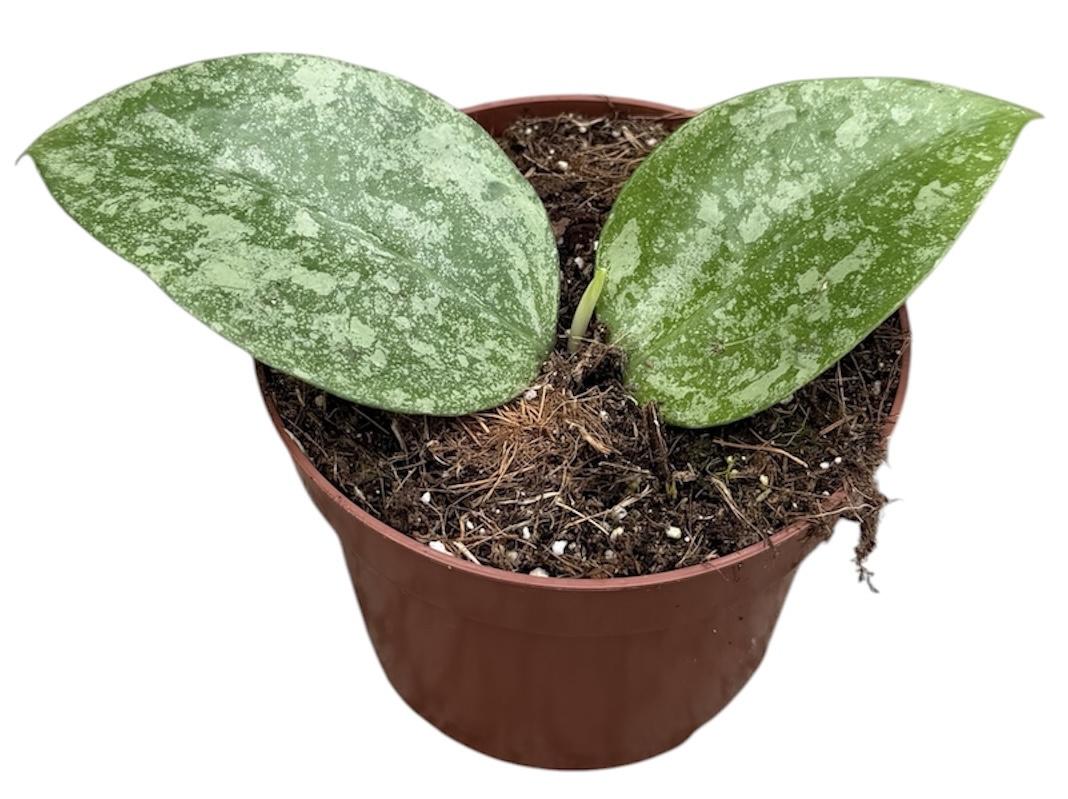 Горшечные цветы и растения оптом Hoya Verticillata Nganjuk Splash от 1шт из Голландии с доставкой по России