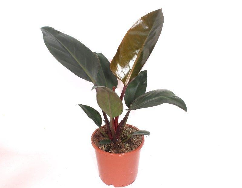 Горшечные цветы и растения оптом Philodendron Congo Red от 6шт из Голландии с доставкой по России