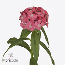 Срезанные цветы оптом Dianthus br sweet will coral от 100шт из Голландии с доставкой по России