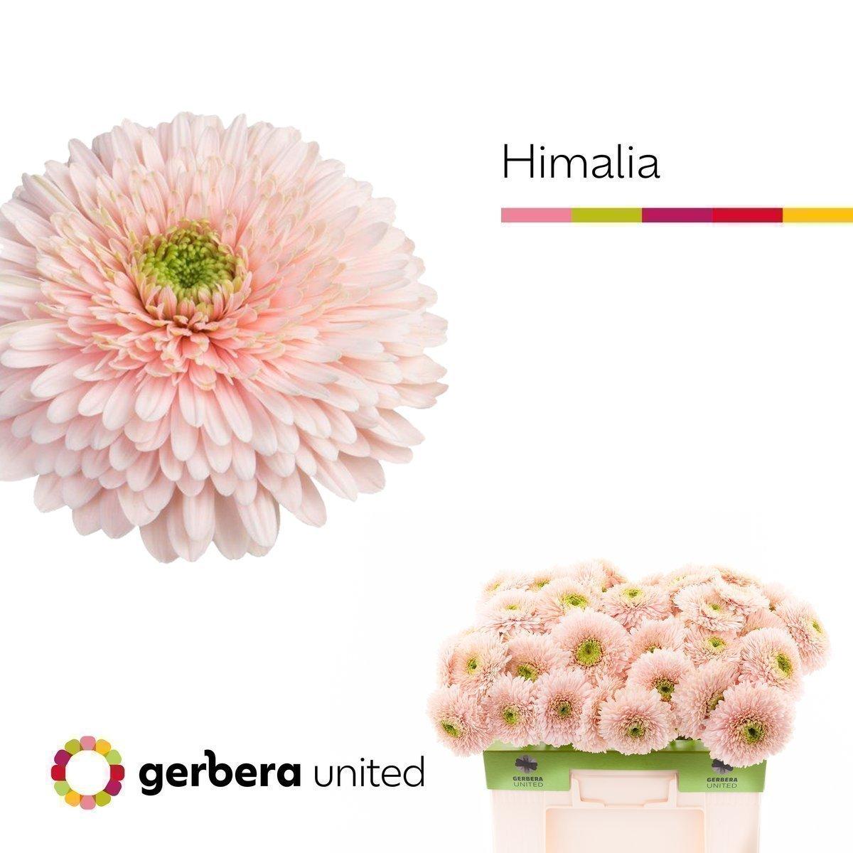 Срезанные цветы оптом Gerbera terra himalia A от 40шт из Голландии с доставкой по России