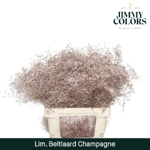 Срезанные цветы оптом Limonium beltlaard paint metallic champagne от 50шт из Голландии с доставкой по России