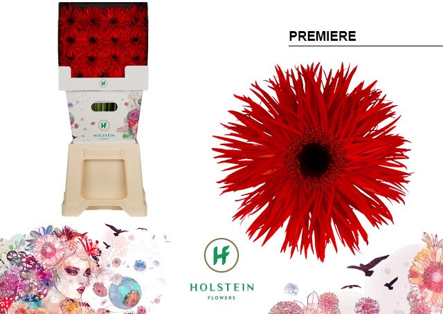 Срезанные цветы оптом Gerbera diamond gerspider big premiere от 45шт из Голландии с доставкой по России