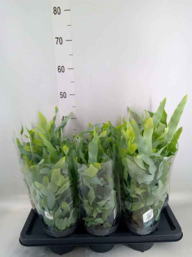 Горшечные цветы и растения оптом Phlebodium Blue Fern от 7шт из Голландии с доставкой по России