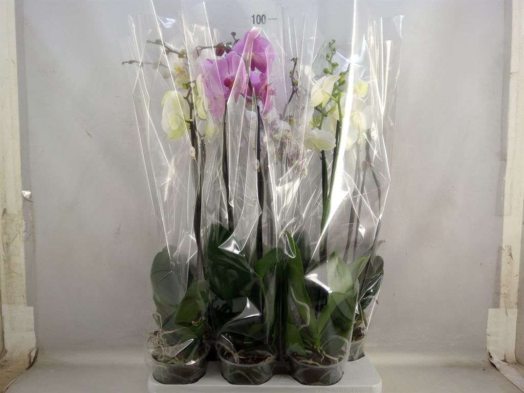 Горшечные цветы и растения оптом Phalaenopsis   ...mix от 6шт из Голландии с доставкой по России