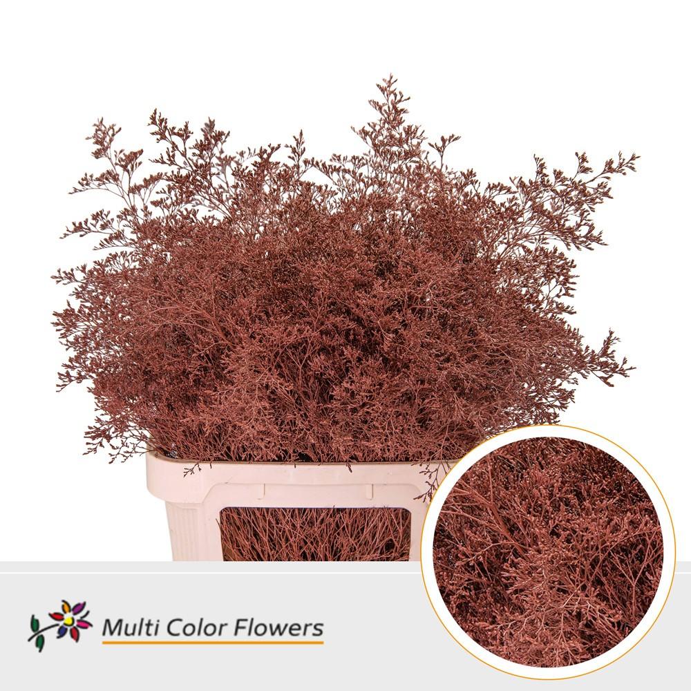 Срезанные цветы оптом Limonium beltlaard paint brown от 25шт из Голландии с доставкой по России