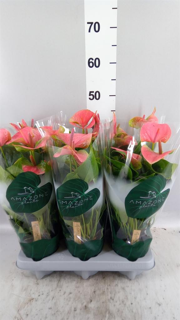 Горшечные цветы и растения оптом Anthurium Andr. sweet Dream от 6шт из Голландии с доставкой по России