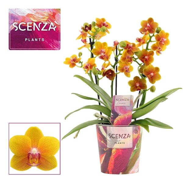 Горшечные цветы и растения оптом Phal 3-4st Dazzling Drops Of The Sun от 6шт из Голландии с доставкой по России