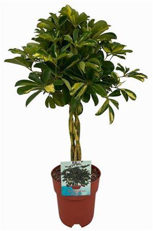 Горшечные цветы и растения оптом Schefflera Gold Capella Gevlochten P19 от 1шт из Голландии с доставкой по России