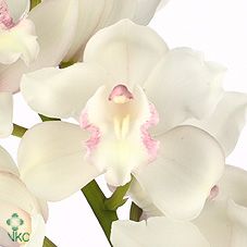 Срезанные цветы оптом Cymbidium white snowcastle от 6шт из Голландии с доставкой по России