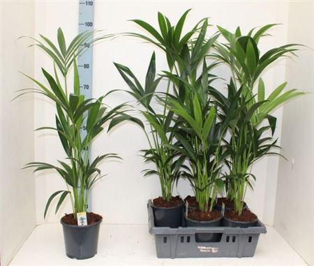 Горшечные цветы и растения оптом Howea Forsteriana 4pp от 6шт из Голландии с доставкой по России