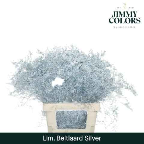 Срезанные цветы оптом Limonium paint silver от 50шт из Голландии с доставкой по России