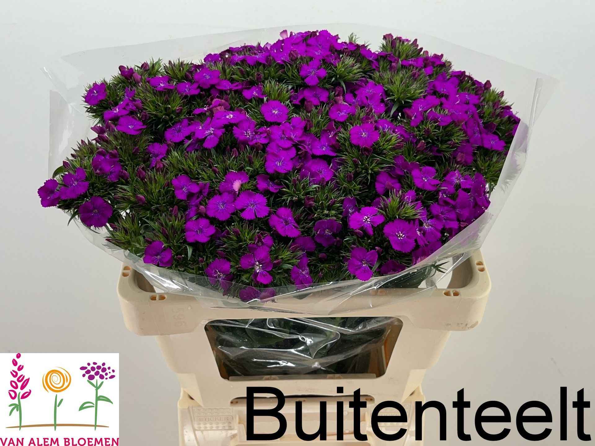 Срезанные цветы оптом Dianthus br amazone neon purple от 50шт из Голландии с доставкой по России