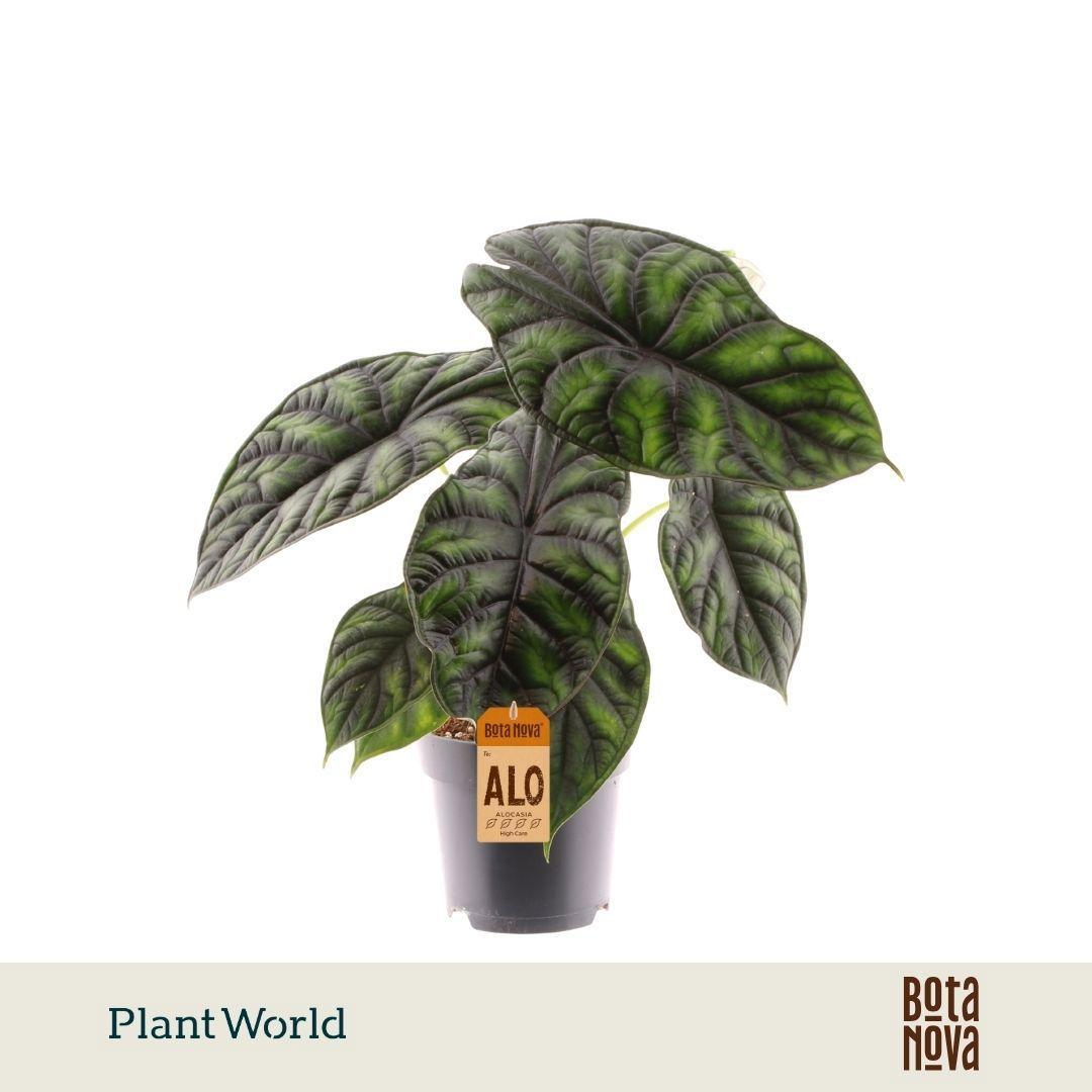 Горшечные цветы и растения оптом Alocasia Dragon Scale от 7шт (для телеги) из Голландии с доставкой по России