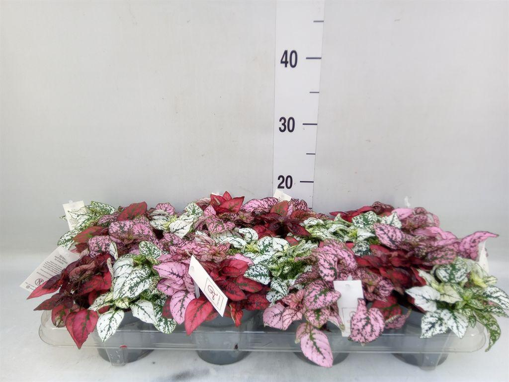 Горшечные цветы и растения оптом Hypoestes Phyllo. ...mix от 8шт из Голландии с доставкой по России Горшечные цветы и растения оптом Hypoestes Phyllo. ...mix от 8шт из Голландии с доставкой по России