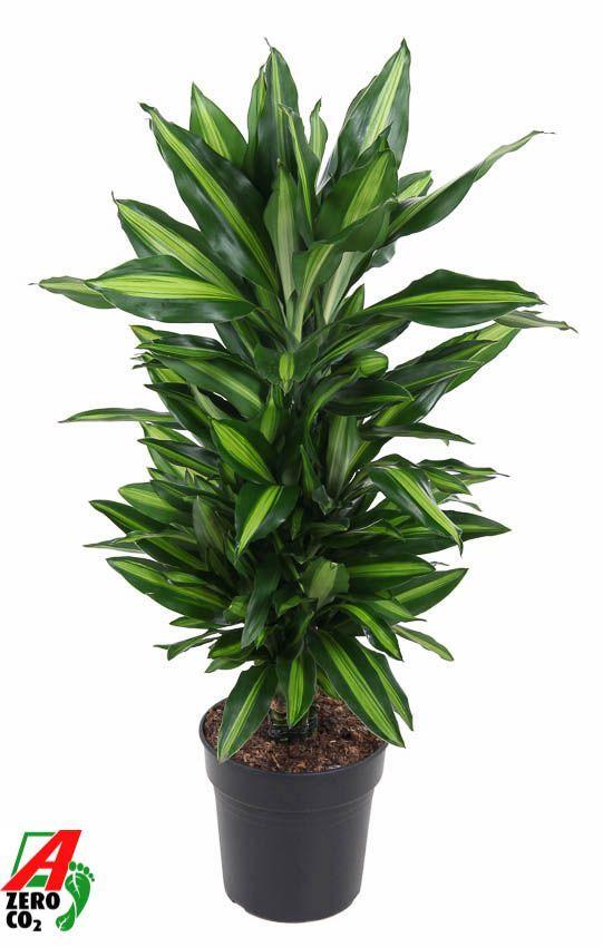 Горшечные цветы и растения оптом Drac Cintho Branched от 1шт из Голландии с доставкой по России