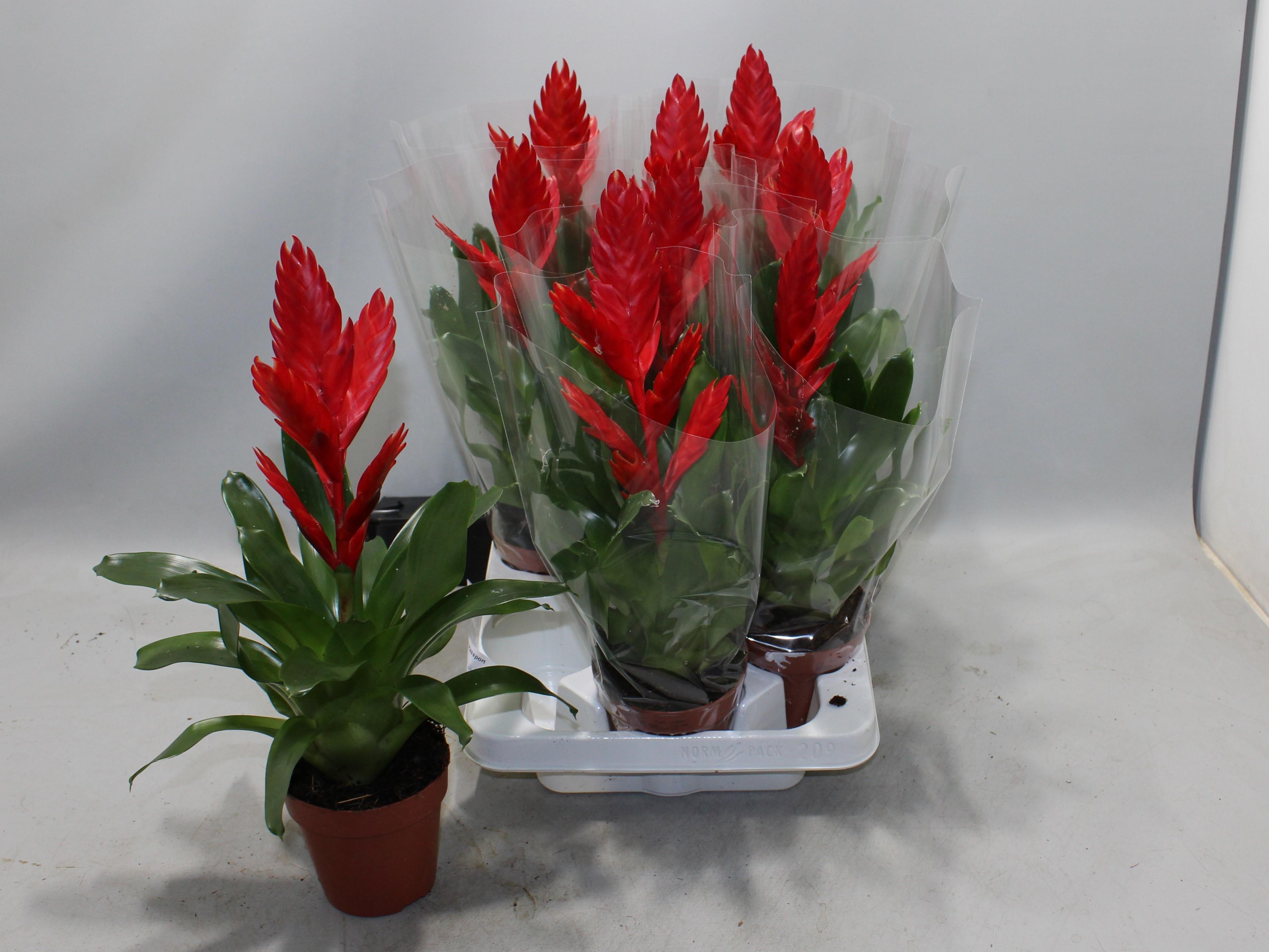 Горшечные цветы и растения оптом Vries Twinkle от 9шт из Голландии с доставкой по России Горшечные цветы и растения оптом Vries Twinkle от 9шт из Голландии с доставкой по России