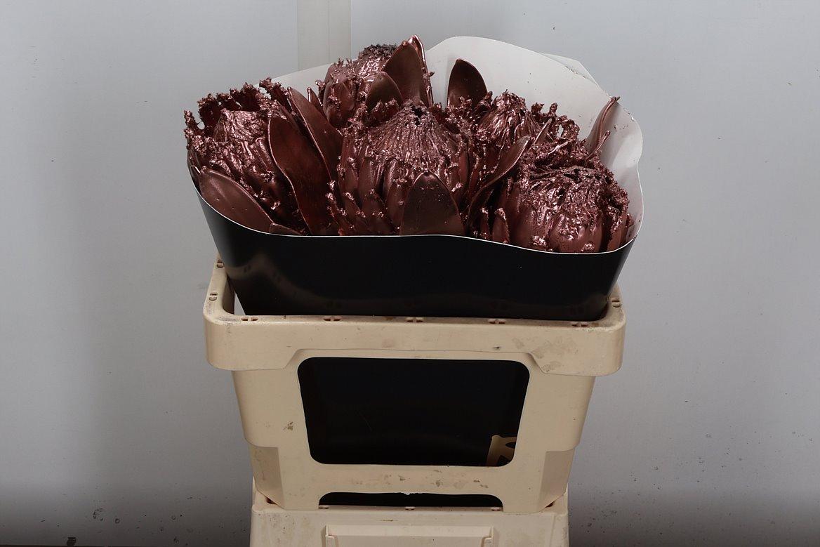 Срезанные цветы оптом Protea wax copper от 5шт из Голландии с доставкой по России