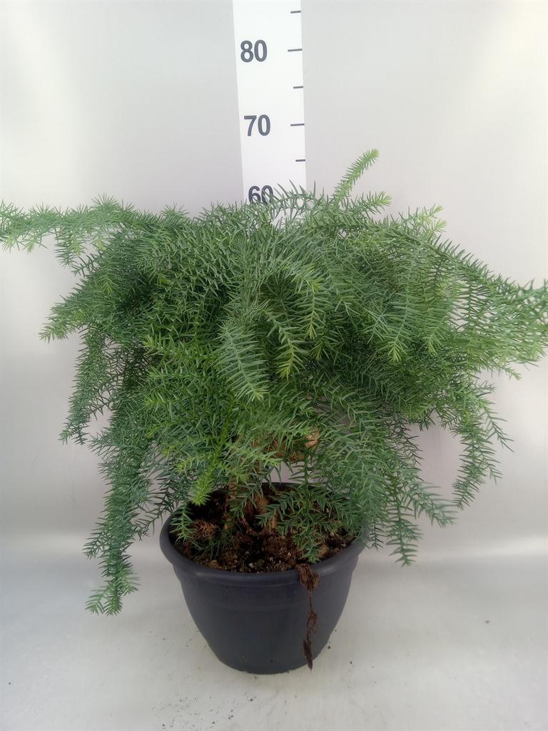 Горшечные цветы и растения оптом Araucaria ... A от 1шт из Голландии с доставкой по России