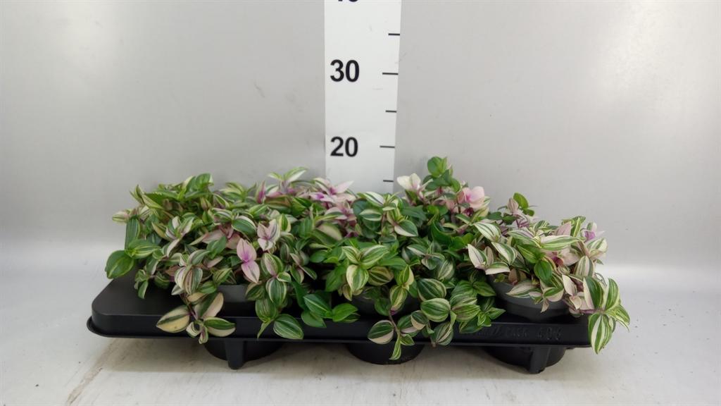 Горшечные цветы и растения оптом Tradescantia Flum. quadricolor от 6шт из Голландии с доставкой по России