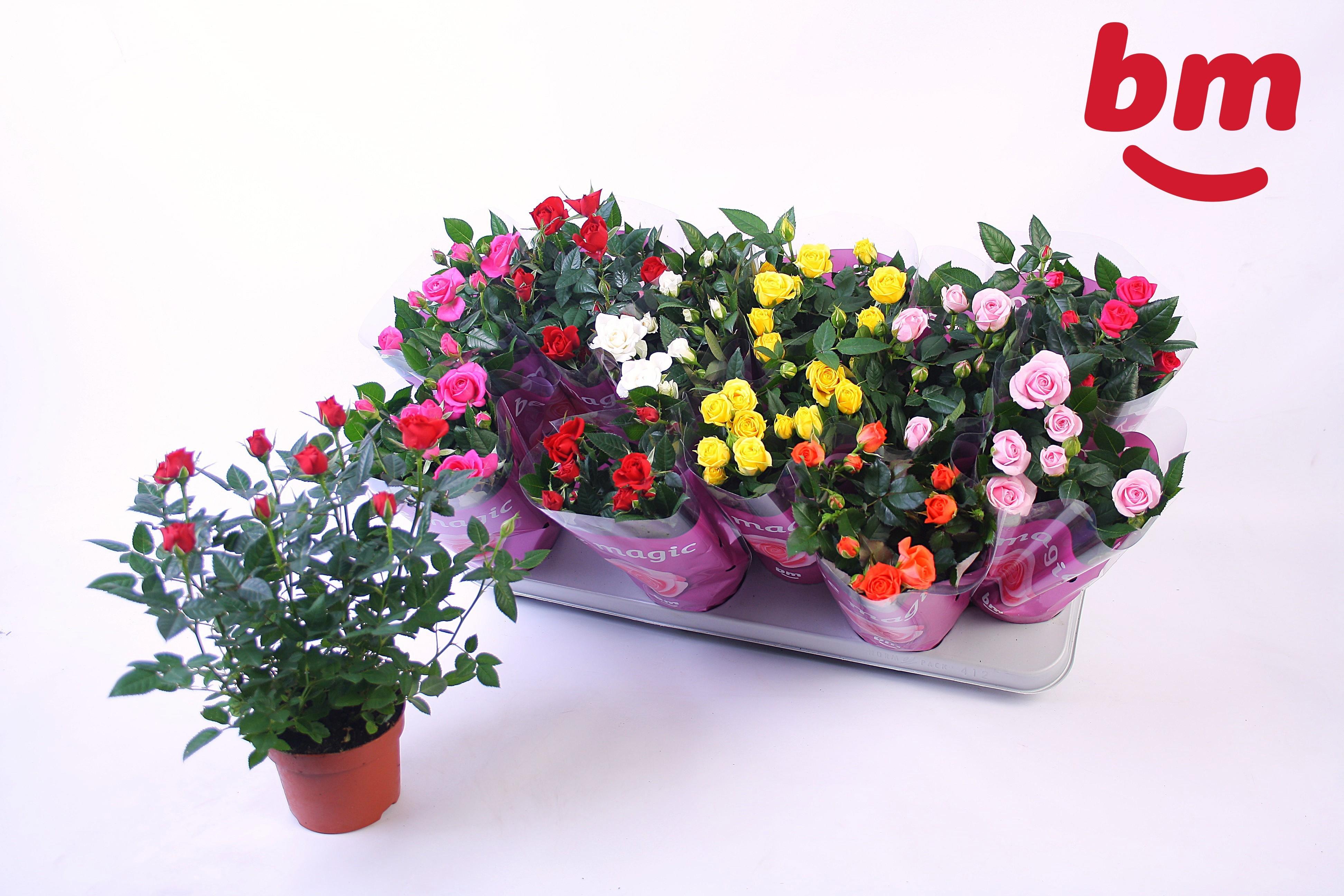 Горшечные цветы и растения оптом Ro B Monde Gem 7 Srt от 12шт из Голландии с доставкой по России Горшечные цветы и растения оптом Ro B Monde Gem 7 Srt от 12шт из Голландии с доставкой по России