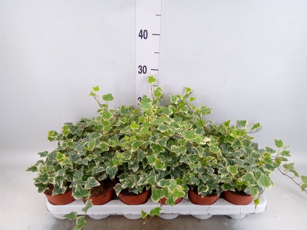 Горшечные цветы и растения оптом Hedera   ...green Leafed от 6шт из Голландии с доставкой по России