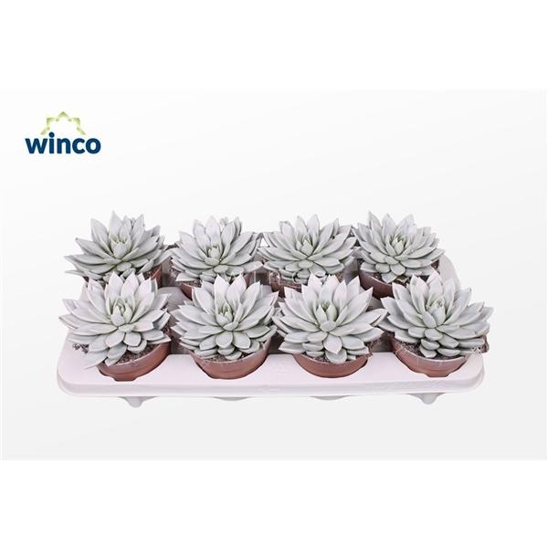 Горшечные цветы и растения оптом Echeveria Agavoides Paint White от 8шт из Голландии с доставкой по России