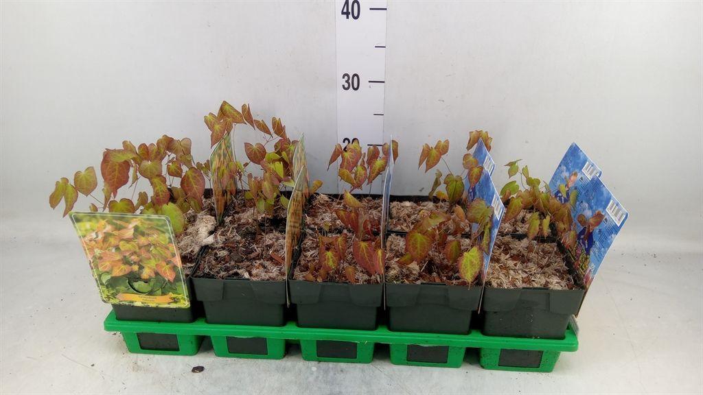 Горшечные цветы и растения оптом Epimedium Rubrum от 10шт из Голландии с доставкой по России