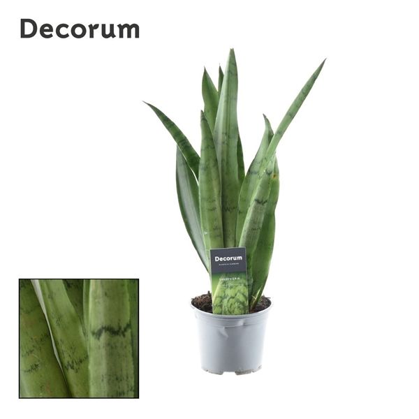 Горшечные цветы и растения оптом Sansevieria Spearmint 8+(decorum) от 10шт из Голландии с доставкой по России