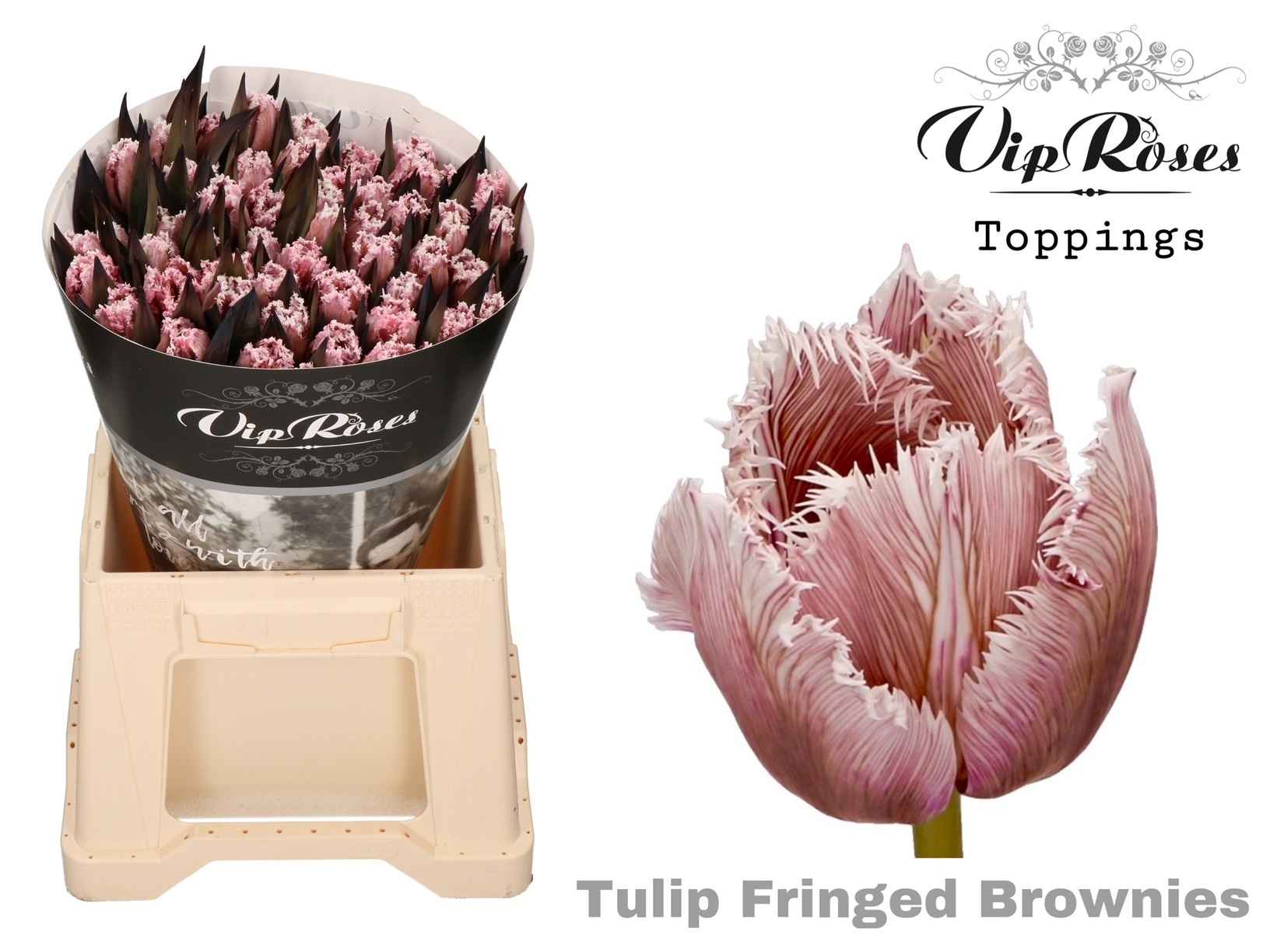 Срезанные цветы оптом Tulipa fr paint brownies от 50шт из Голландии с доставкой по России